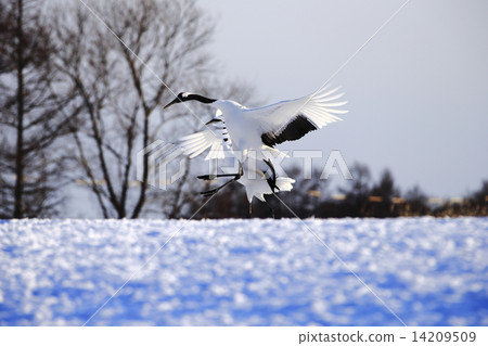 Cranberries 14209509