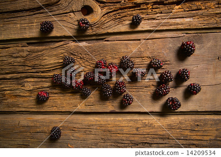 Sweet fresh blackberry in the wood bawl Sweet fresh blackberry in the wood bawl 14209534