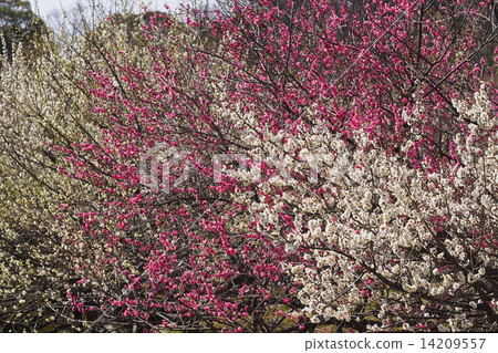 紅李子白李子 14209557