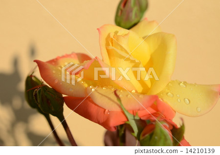 Rainy flowers 14210139