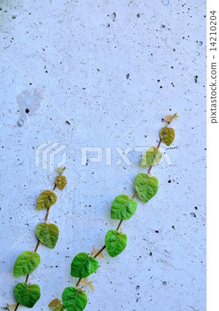 Concrete wall and leaves 14210204