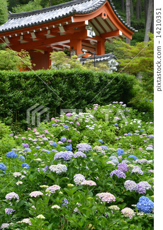 Mi Murotoji Temple hydrangea garden Mi Murotoji Temple hydrangea garden 14210351