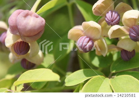 Akebi flower (male flower) Akebi flower (male flower) 14210581
