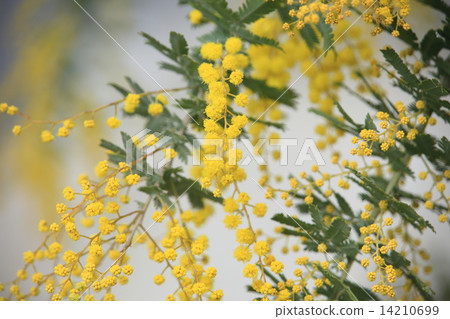 Husbandan yellow flower 14210699