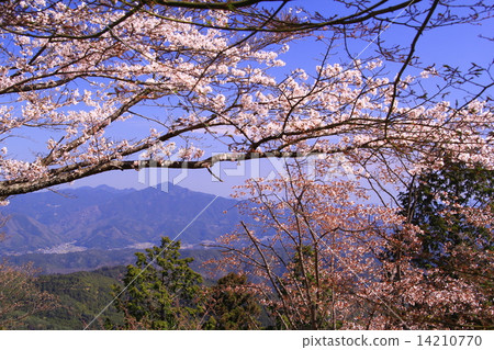 Yoshinoyama (Nara) view of Ryumon Dake from the view Yoshinoyama (Nara) view of Ryumon Dake from the view 14210770