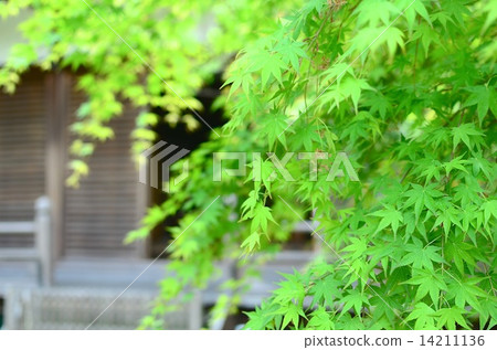 新鮮的綠色 - 藍色聖所怪物軌道 新鮮的綠色 - 藍色聖所怪物軌道 14211136