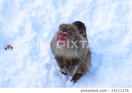 Parent and child of Japanese ape Parent and child of Japanese ape 14211276