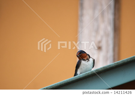 Swallow Swallow 14211426