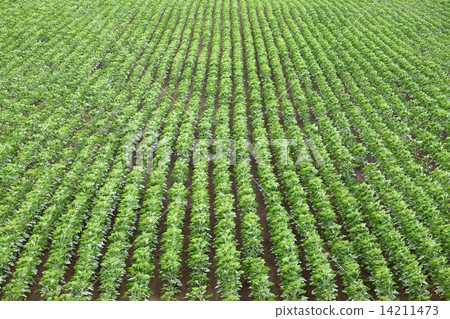 Agriculture 14211473