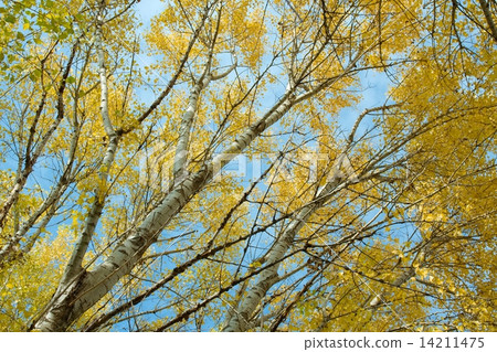 Trees 14211475