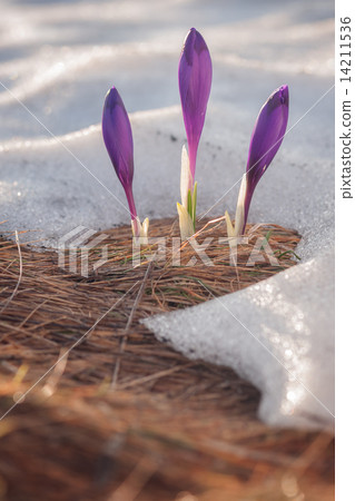 crocus 14211536