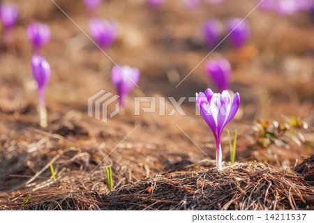 crocus 14211537