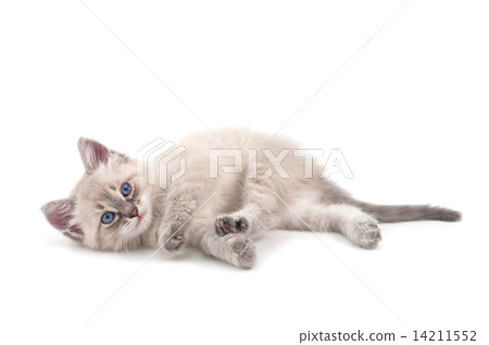 kitten 14211552