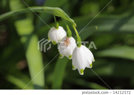 蜘蛛和百合花 蜘蛛和百合花 14212572