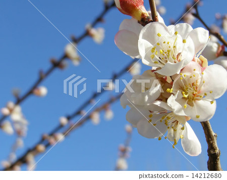 Fruit tree flowers 14212680
