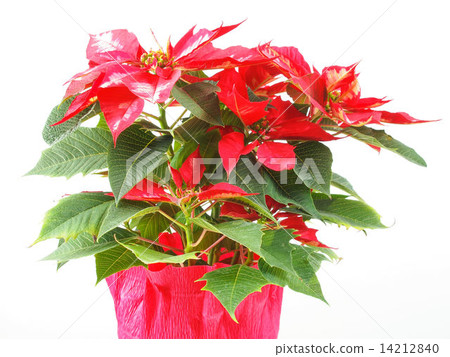 Poinsettia Christmas Star 14212840