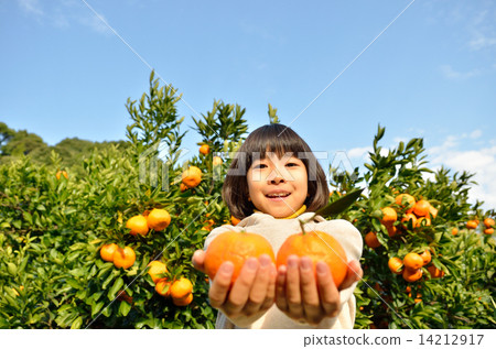 狩獵橘子的女孩 14212917