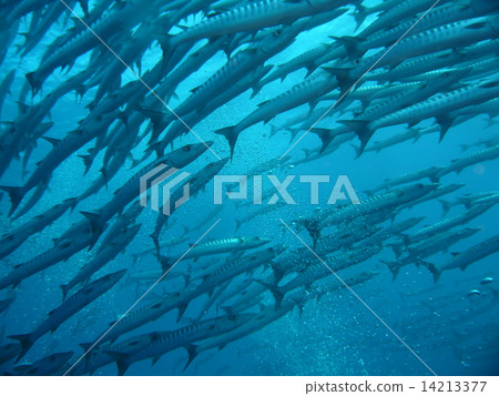 帕勞海覆蓋著梭魚 帕勞海覆蓋著梭魚 14213377