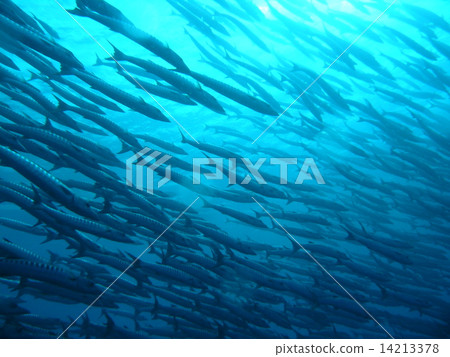 帕勞海覆蓋著梭魚 帕勞海覆蓋著梭魚 14213378