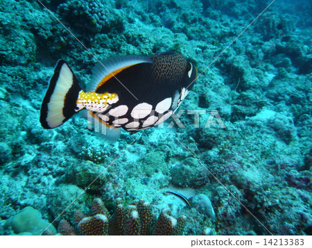 Gigantic but cowardly Mongara Kawahagi 14213383