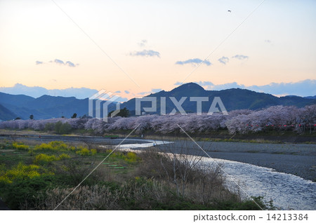 Setogawa的櫻花 14213384