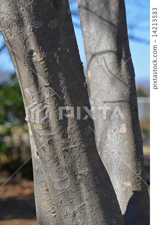 Yamabote(山地律師) Yamabote(山地律師) 14213583