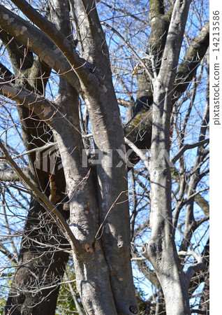 Yamabote（山地律師） 14213586