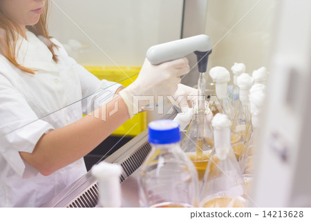 Life scientist researching in the laboratory. Life scientist researching in the laboratory. 14213628