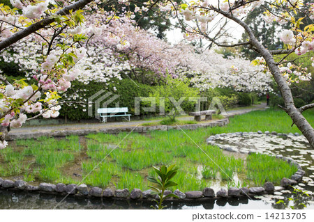 梅宮大社,雙櫻花觀賞櫻花池 梅宮大社,雙櫻花觀賞櫻花池 14213705