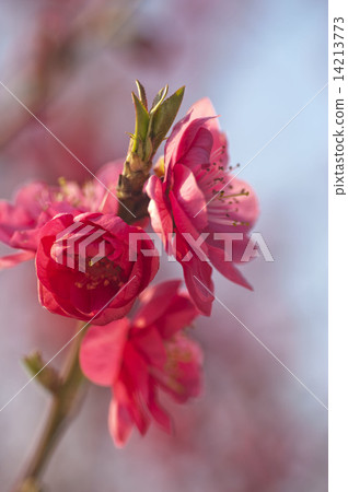 花桃 14213773