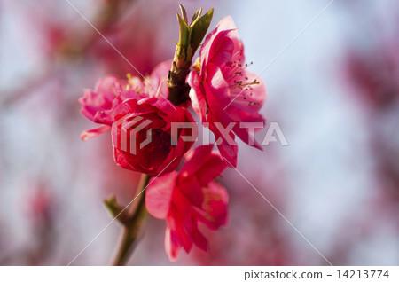花桃 花桃 14213774