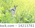 Rape flowers and dogs 14213781