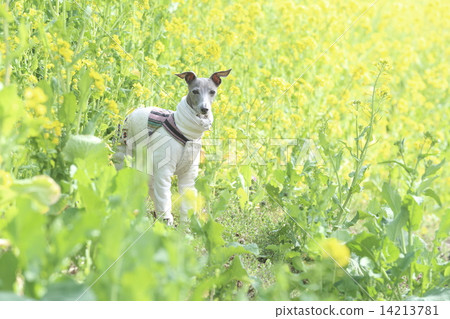 強姦花和狗 強姦花和狗 14213781