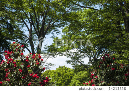 Rhododendron Rhododendron 14213838