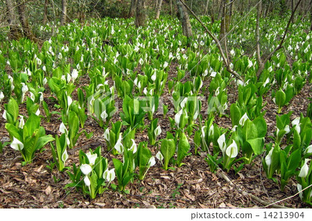 Water Basho Water Basho 14213904