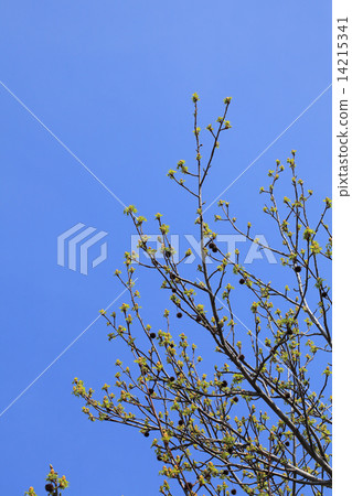 Young leaves of Momiji bakufu, flower buds and blue sky Young leaves of Momiji bakufu, flower buds and blue sky 14215341