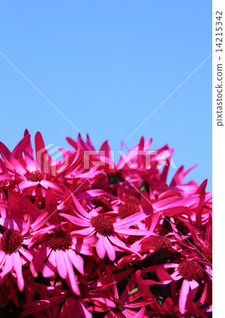 Red flower and blue sky of Keika Red flower and blue sky of Keika 14215342