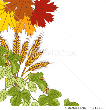 Illustration of leaves, wheat, hops. Vector bacground. 14215430
