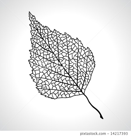 Black macro leaf of birch tree isolated. Black macro leaf of birch tree isolated. 14217393
