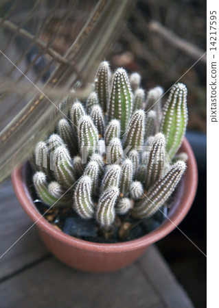 Cactus pot decoration Cactus pot decoration 14217595