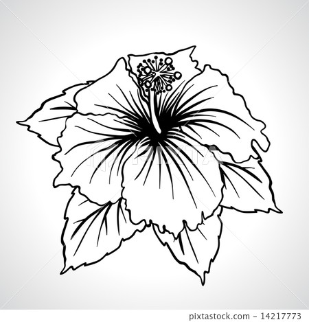 Black macro chinese rose flowers isolated. Black macro chinese rose flowers isolated. 14217773