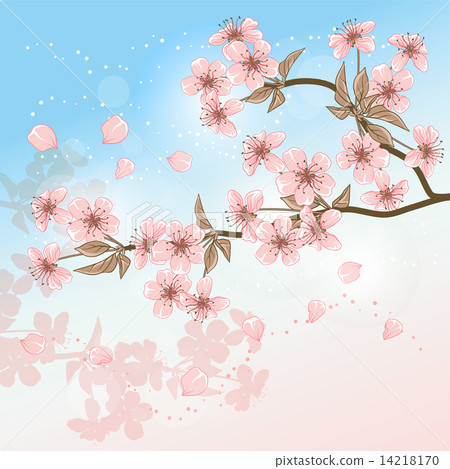Cherry Tree (Card with stylized vector blossom) Cherry Tree (Card with stylized vector blossom) 14218170
