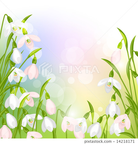 Spring flowers snowdrops natural background 14218171