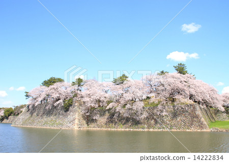 四月愛知名古屋城堡·西野丸石垣和櫻花 14222834