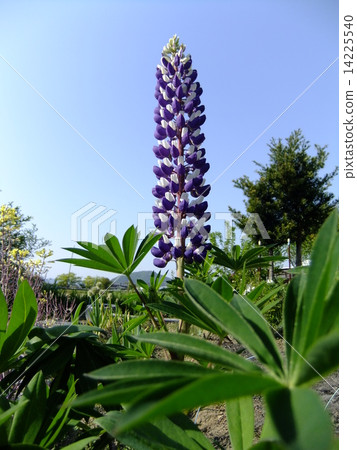 Lupine Lupine 14225540