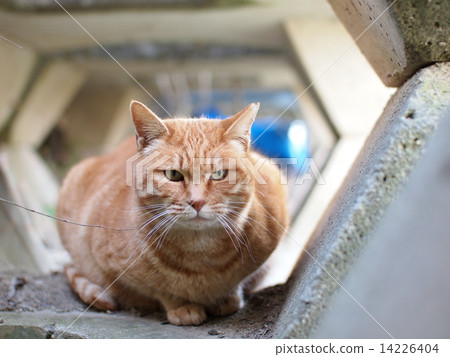 一隻潛伏在幕後的貓 14226404