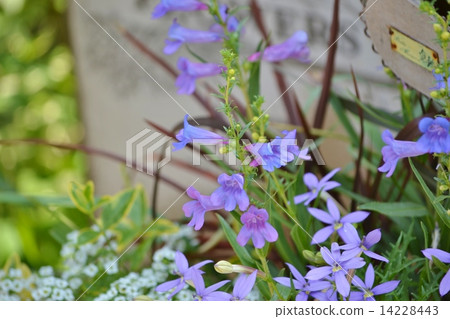 Planting of penstemon and isotome 14228443