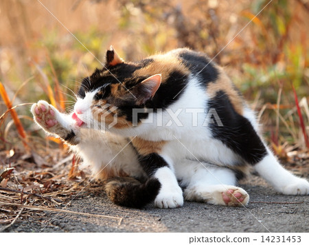 Stock Photo: stray cat, japanese cat, pussy