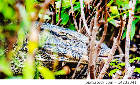 Varanus salvator on natural field 14232341