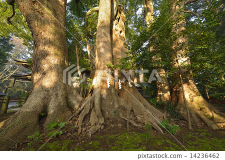 Kousuzaki Shrine's Great Excellent 02 14236462